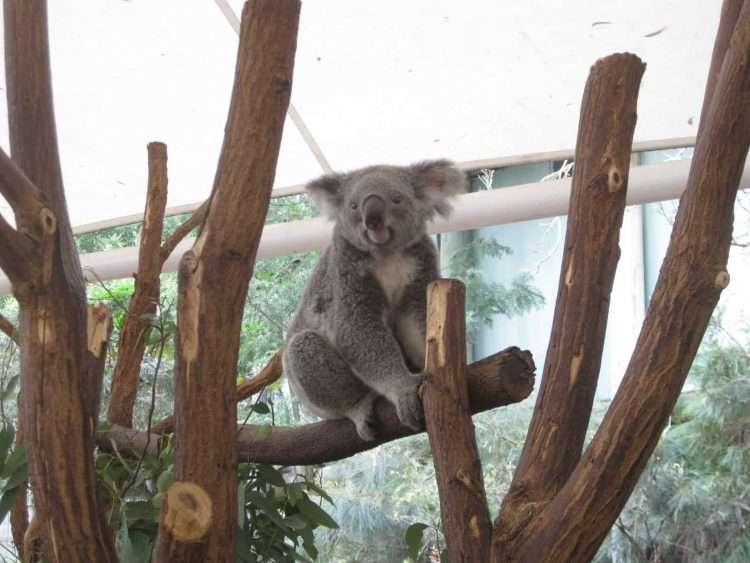 Koalas y más koalas en Long Pine Koala Sanctuary