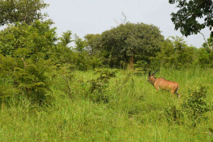 Visitar Reserva Fathala en Senegal