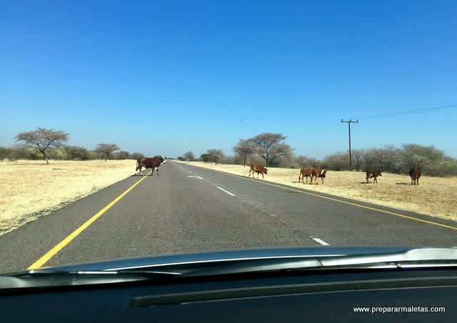Cruzar Botsuana en coche por el desierto de Kalahari