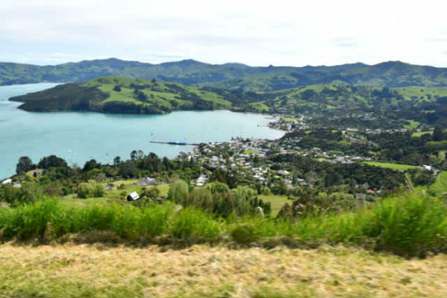 NUEVA ZELANDA: AKAROA (POHATU PENGUINS)