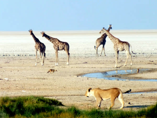 Informacion Para Un Safari En El Parque Nacional De Etosha En Namibia Worldkers