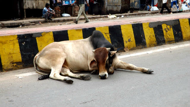 Curiosidades sobre India (13 cosas que quizá no sabías… o sí)