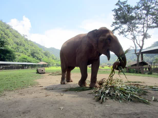 Los últimos Jedis de Chiang Mai: un día en el Elephant Nature Park.