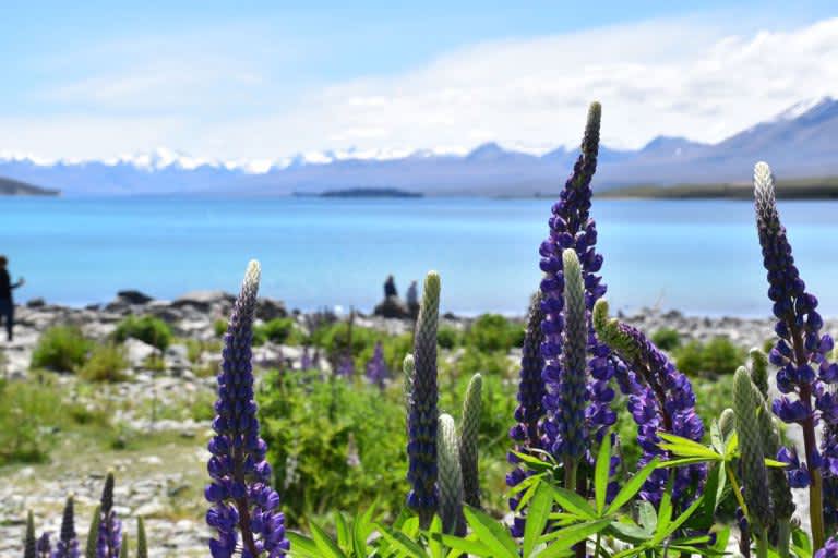 Nueva Zelanda: Lago Tekapo y sus estrellas