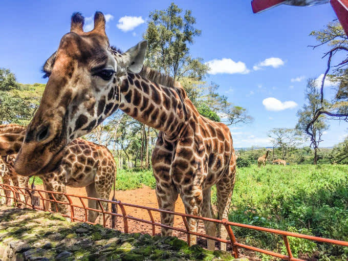 Kenya, un día en Nairobi. Orfanato de elefantes y Centro de Jirafas