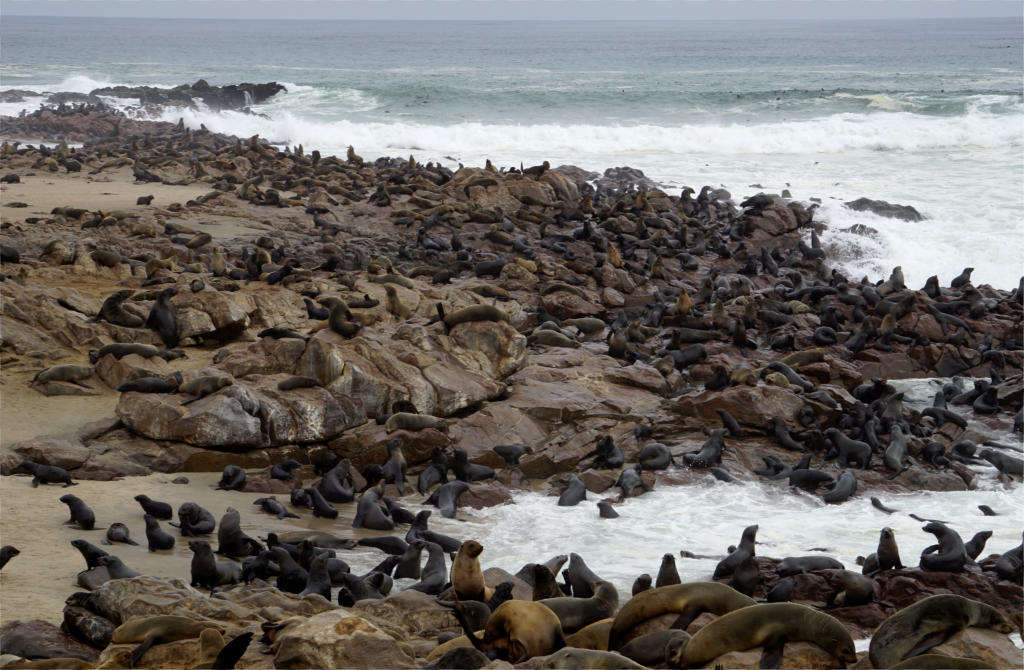 Cape Cross y sus cientos de leones marinos.