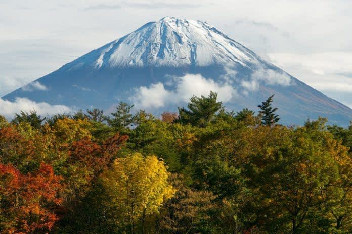 Excursión por Aokigahara, el mar de árboles