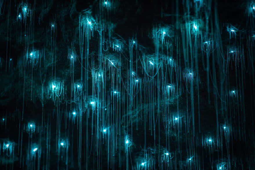 Visitar las Cuevas Waitomo en Nueva Zelanda