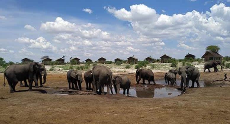 Elefantes por tierra y por aire en Botsuana