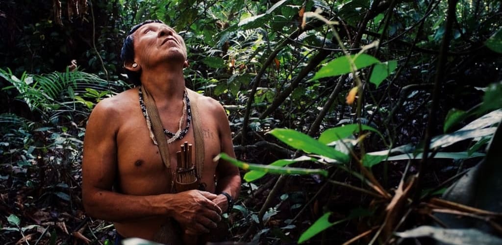How To Support The Amazon Rainforest Through Volunteering