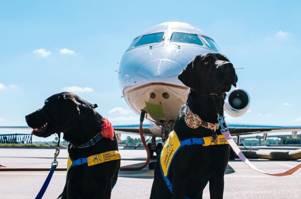 viajar-com-pet