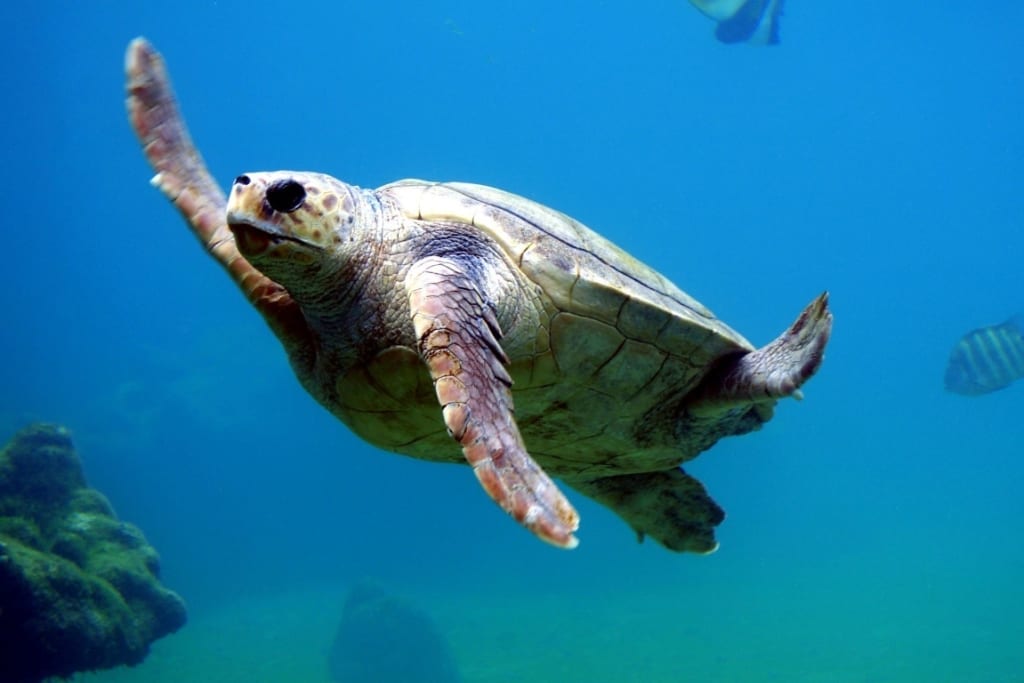 projeto-tamar-ubatuba