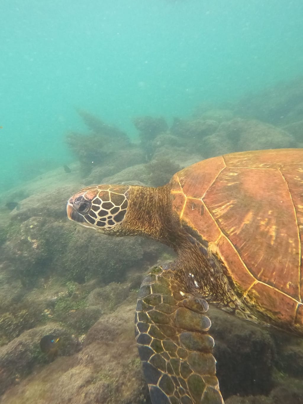 galapagos-islands-vacation