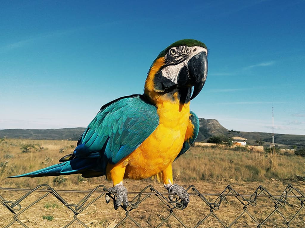 Arara Canindé na Chapada dos Veadeiros