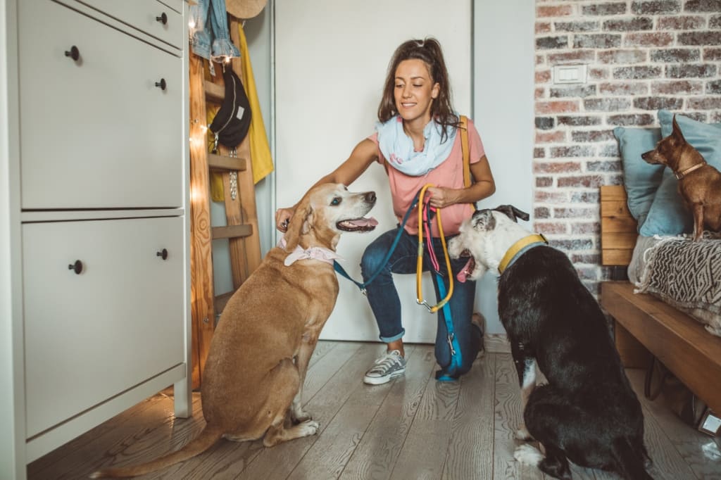 Long term house sitting how to find opportunities around the world