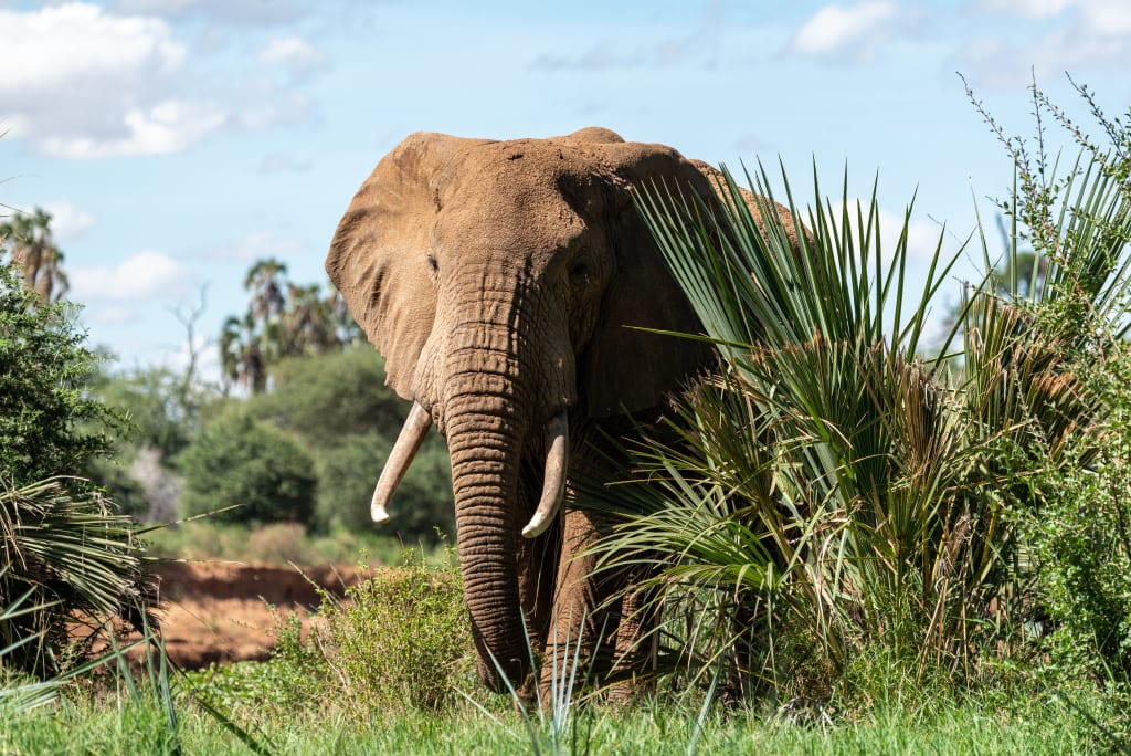 safari-kenia