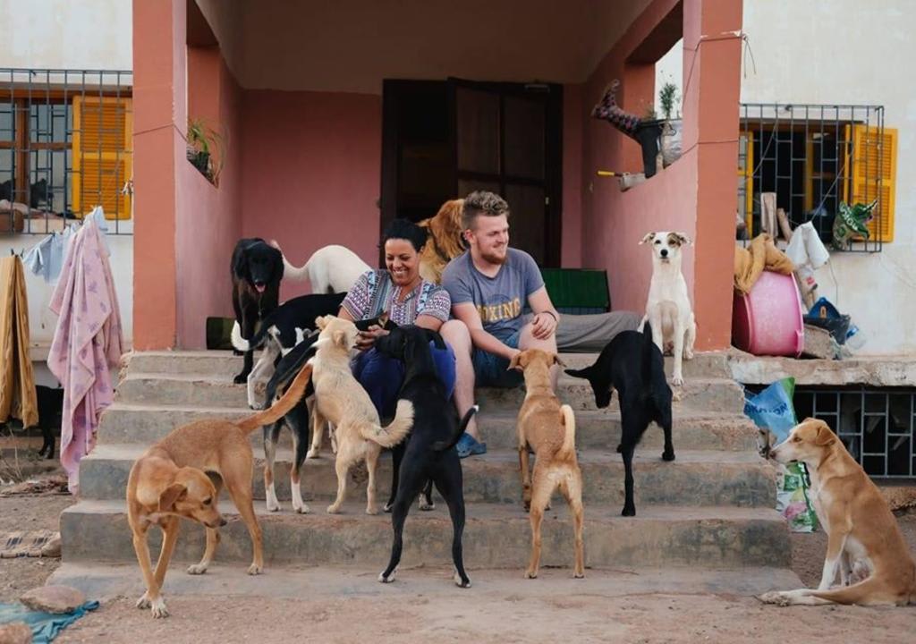 Animal volunteer 