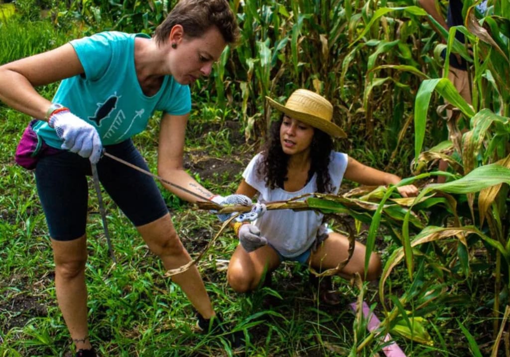 skills for volunteering
