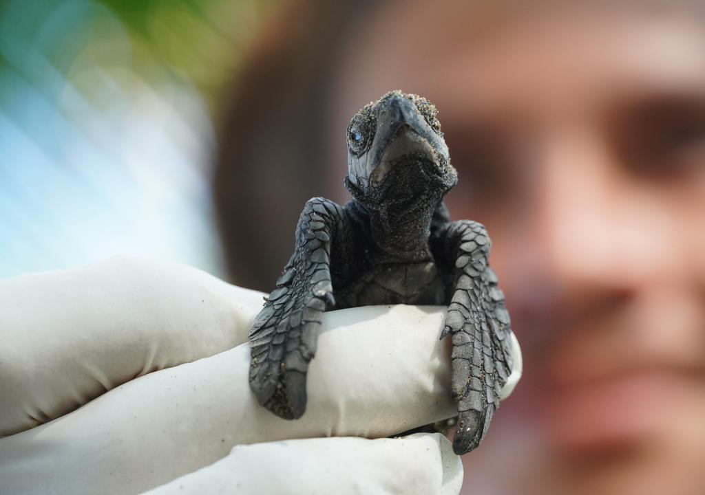 Costa Rica sea turtle conservation
