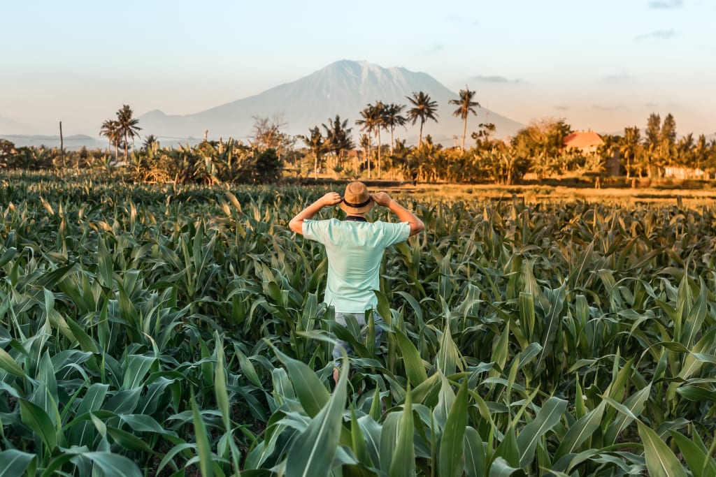 wwoof-brasil