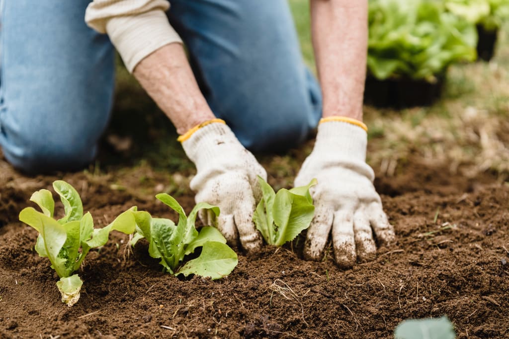 agricultura orgânica