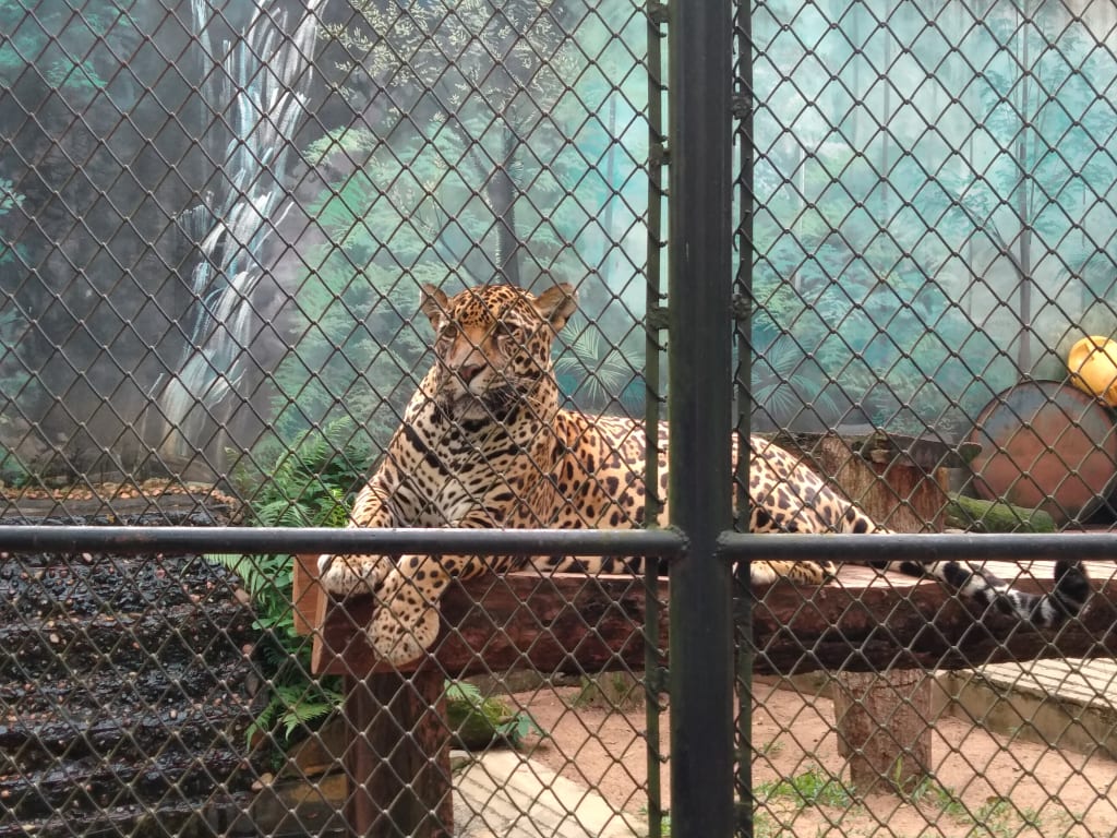 Atrações que envolvem maus tratos contra animais