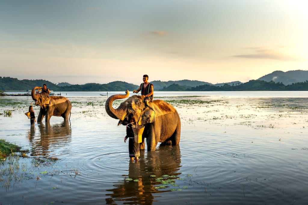 riding elephants animal mistreatment