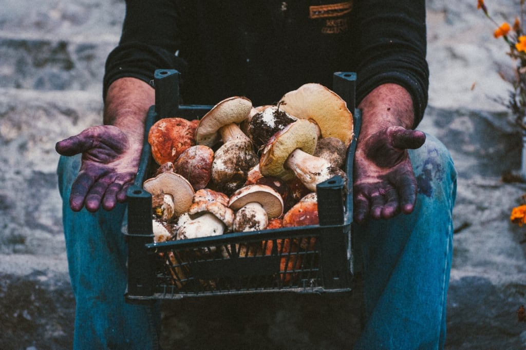 Two Men and a Little Farm: DEHYDRATING MUSHROOMS