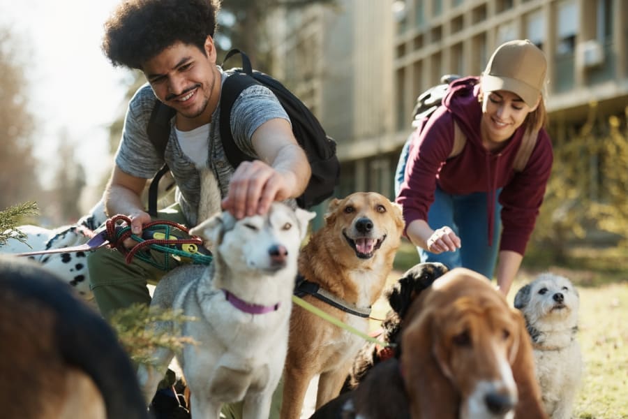 cómo cuidas a un perro cuando trabajas