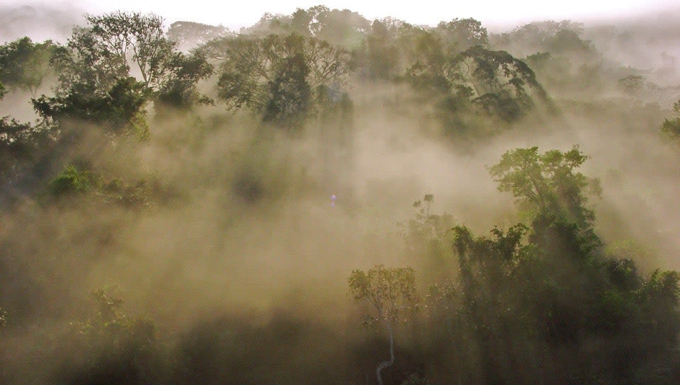 Cristalino Private Natural Heritage Reserve, Brazil, South America