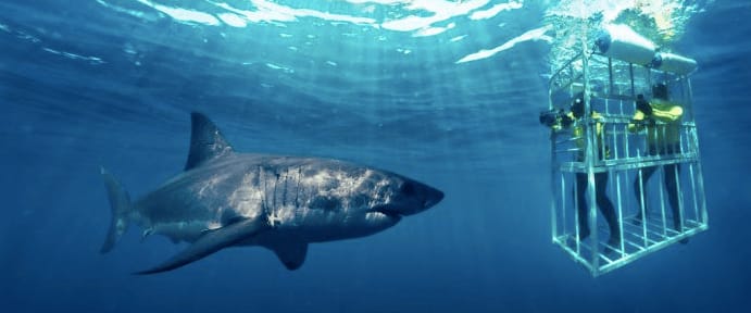 Diving with Great White Sharks in South Africa