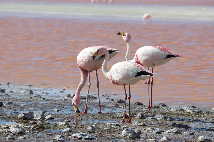 Cómo viajar por el norte de Chile con bajo presupuesto - Worldpackers - flamencos en laguna rosada en el norte de chile 