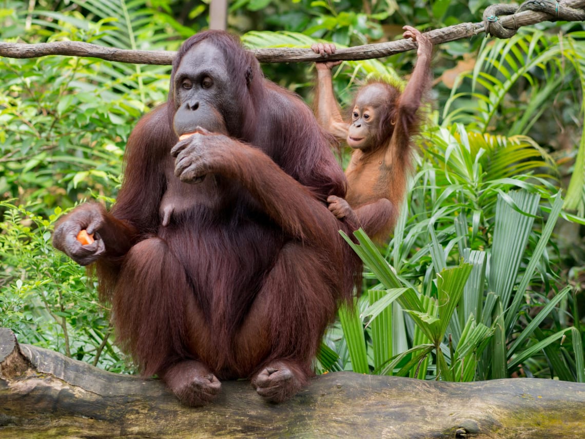orangotangos em um santuário de animais