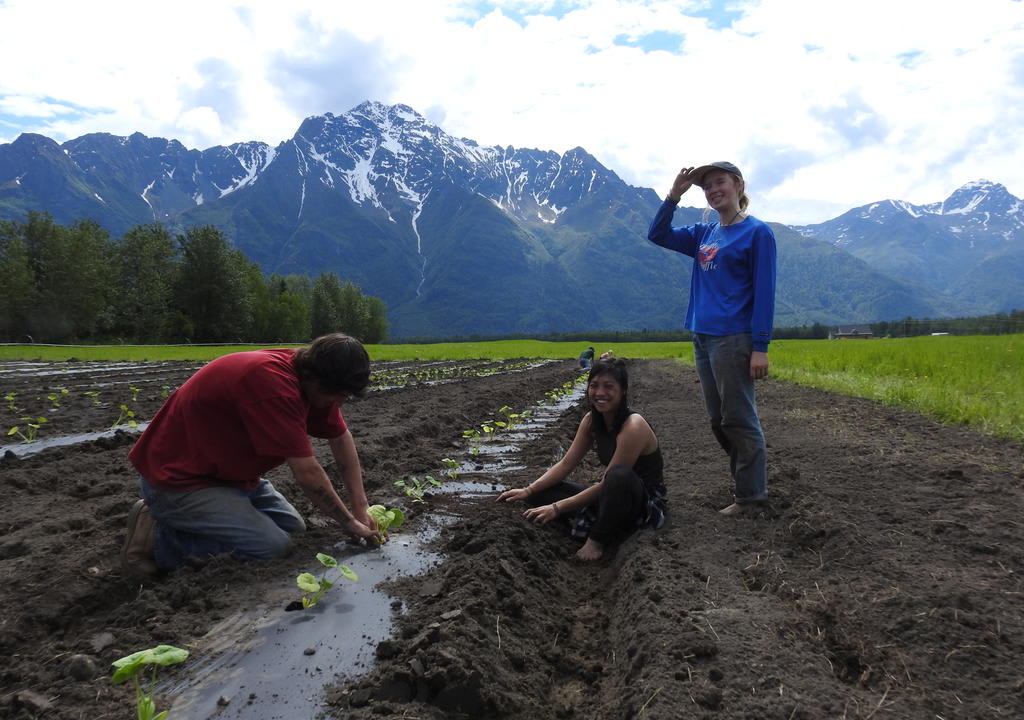 volunteer in Alaska