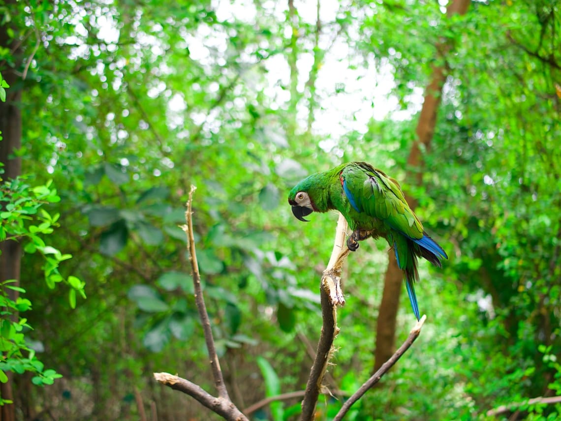Cómo apoyar a la Selva Amazónica con un voluntariado - Worldpackers - guacamaya en el amazonas 