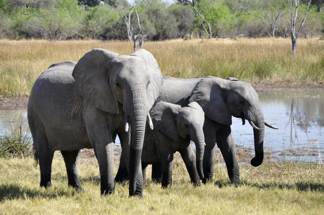elefantes em um santuário de animais
