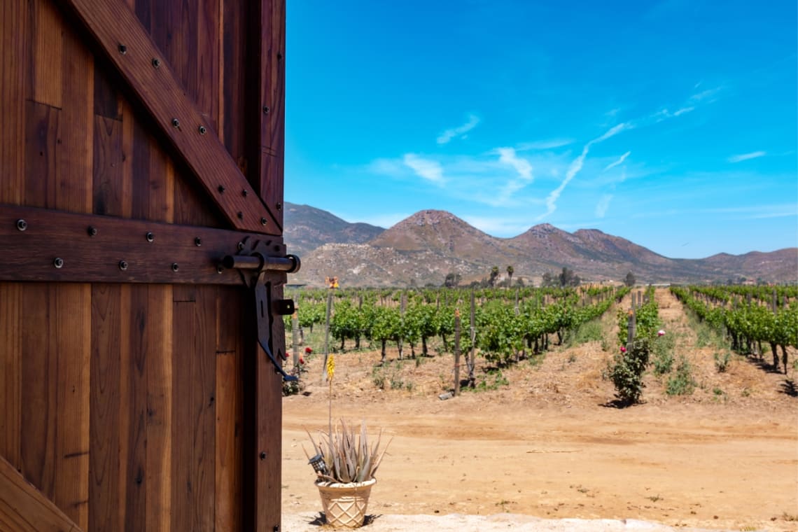 Viñedo en Baja California con montañas de fondo