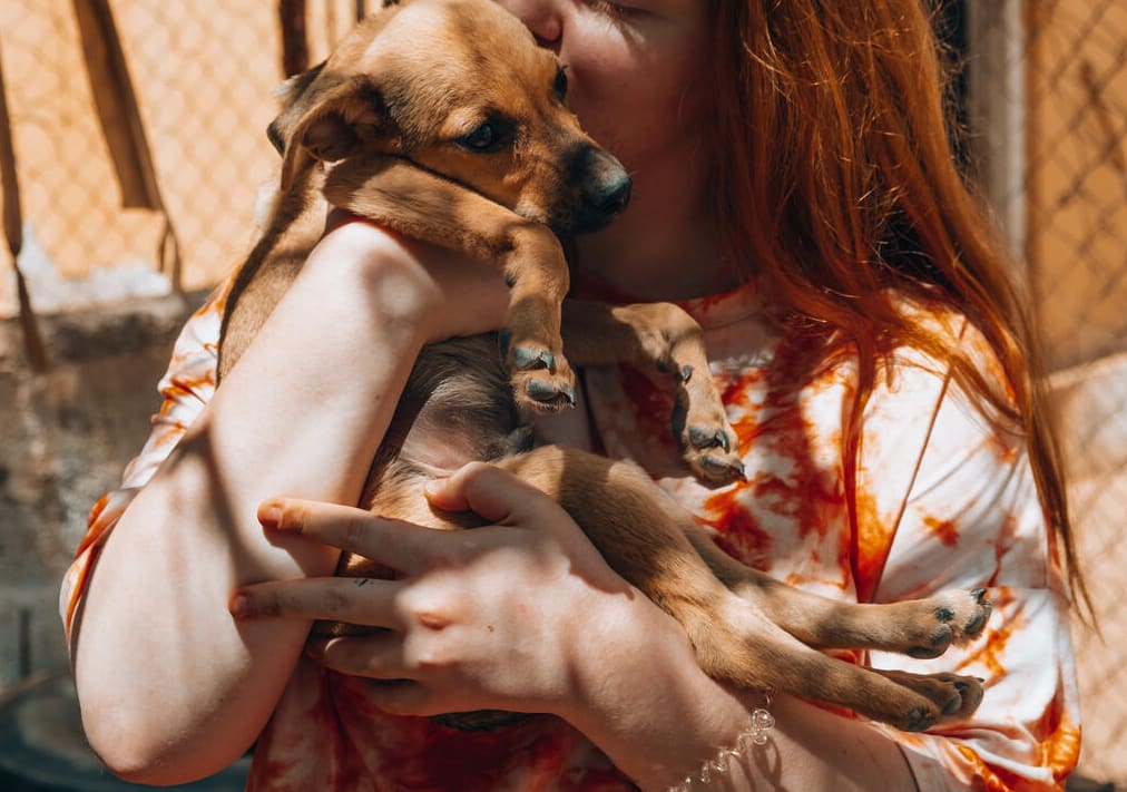 animal shelter in Cape Verde