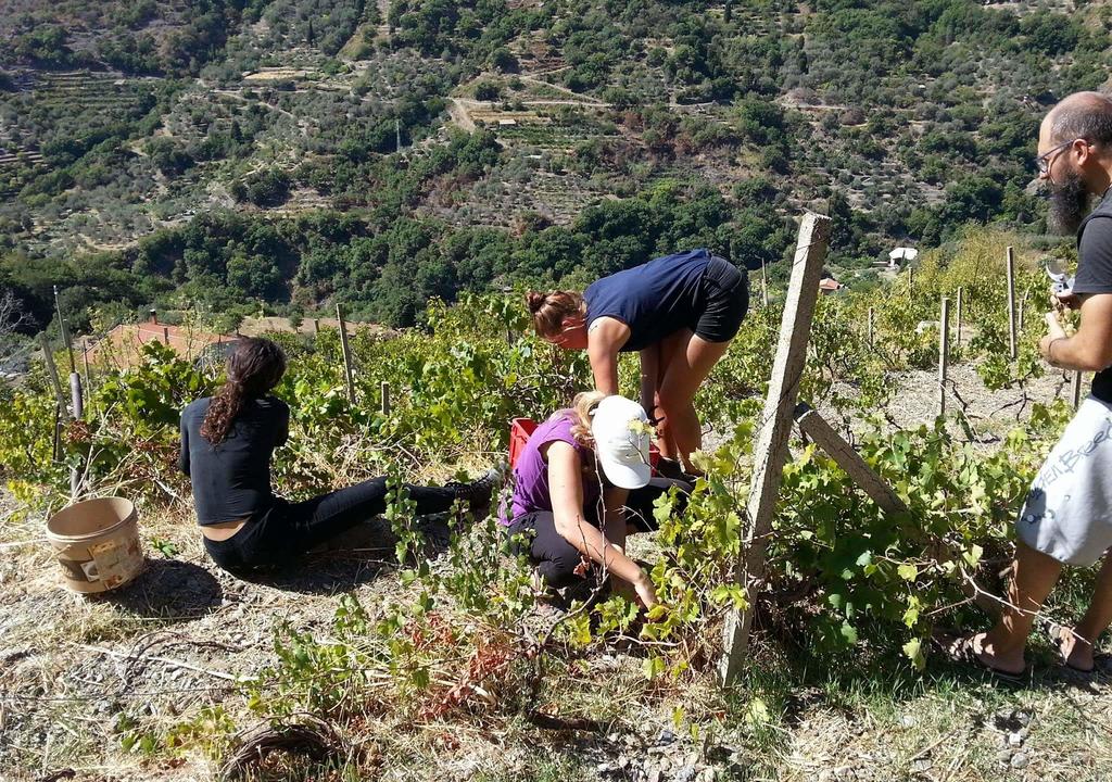 How to stay in a farm in Italy for free: volunteering