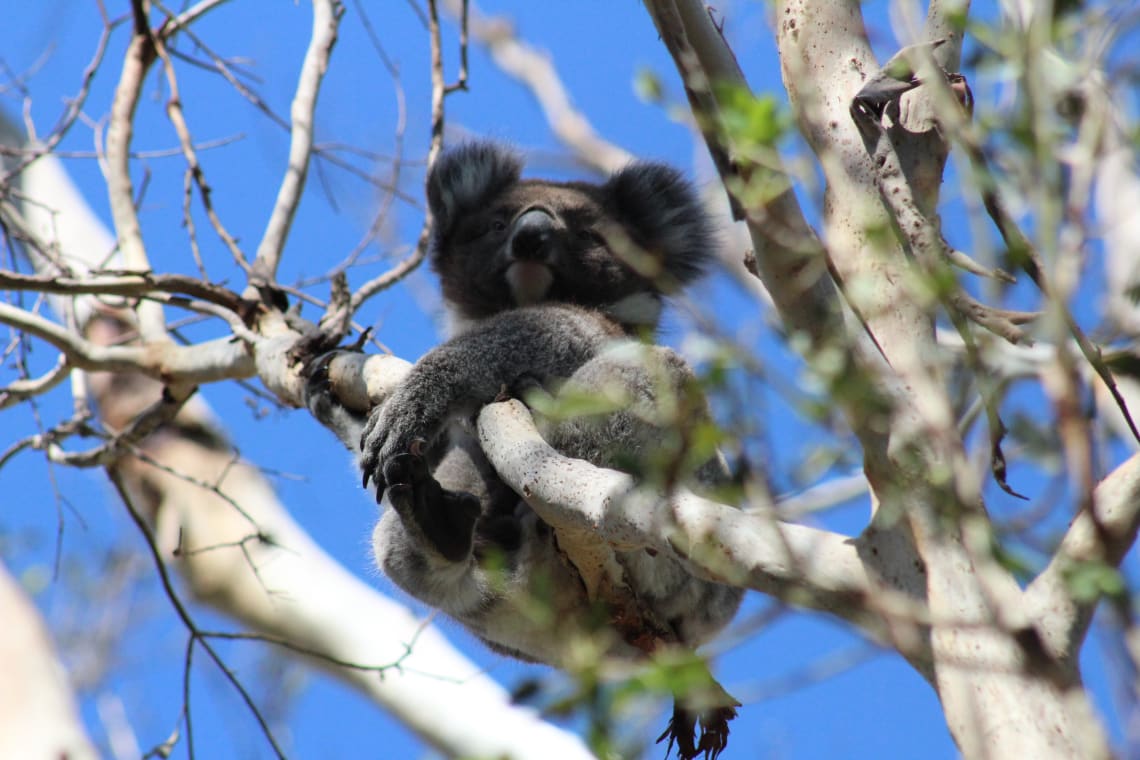 Wildlife in Australia should always be left alone. Just admire the animals from afar!