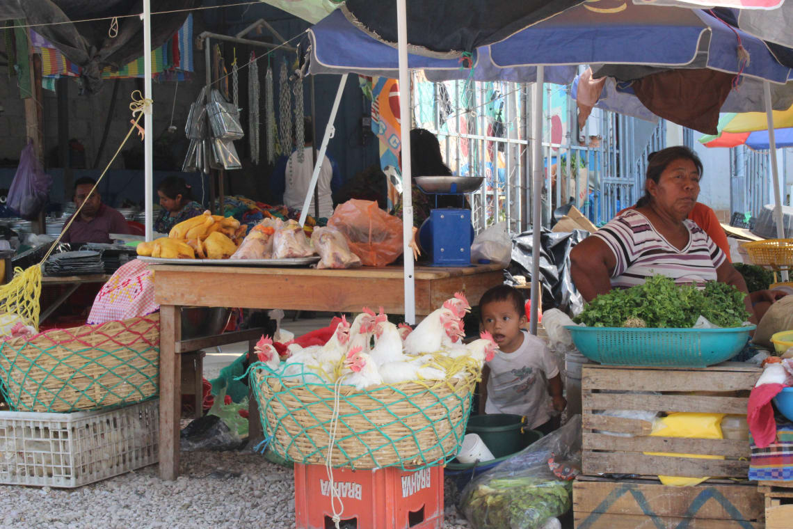 Cesta con gallinas en el mercado de Flores, Guatemala