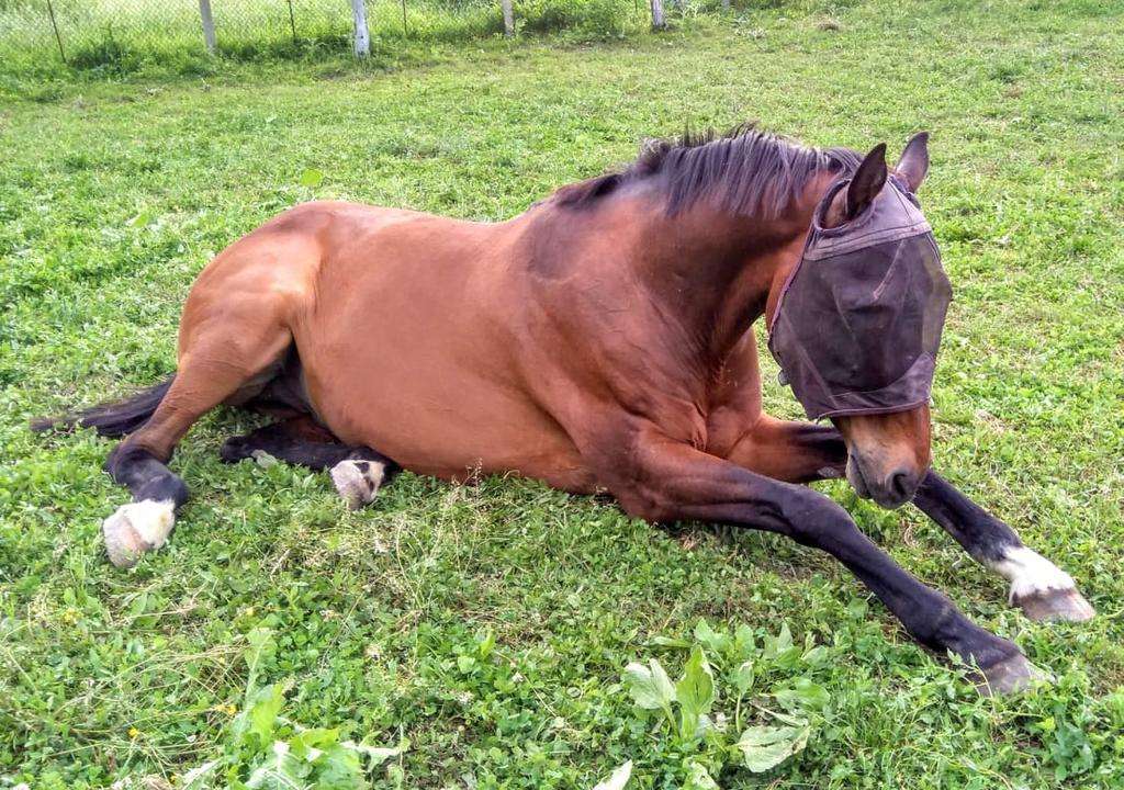 Volunteering to help animals in Bulgaria