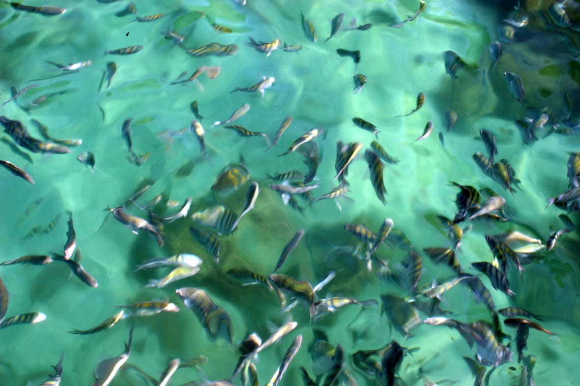 peixes nas piscinas naturais de ilha grande