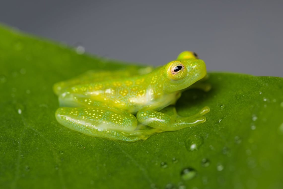 Rana de cristal en una hoja