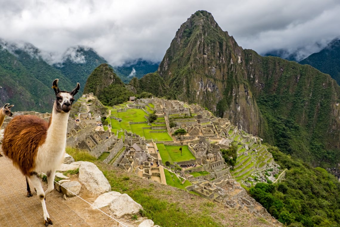 Llama caminando por sendero desde donde se ve Machu Picchu