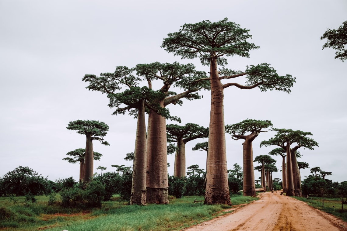 The 12 Best Underrated Countries to Visit:Madagascar