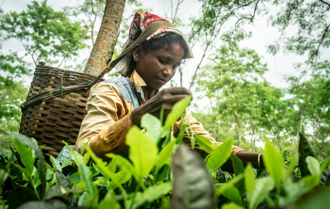 Agroecologia: o que é 