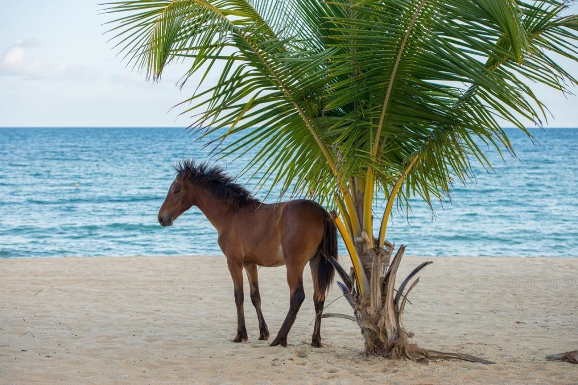 Caballo en una playa de la isla Vieques, Puerto Rico