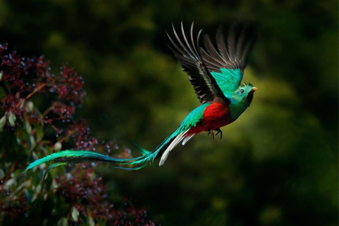 Quetzal resplandeciente volando
