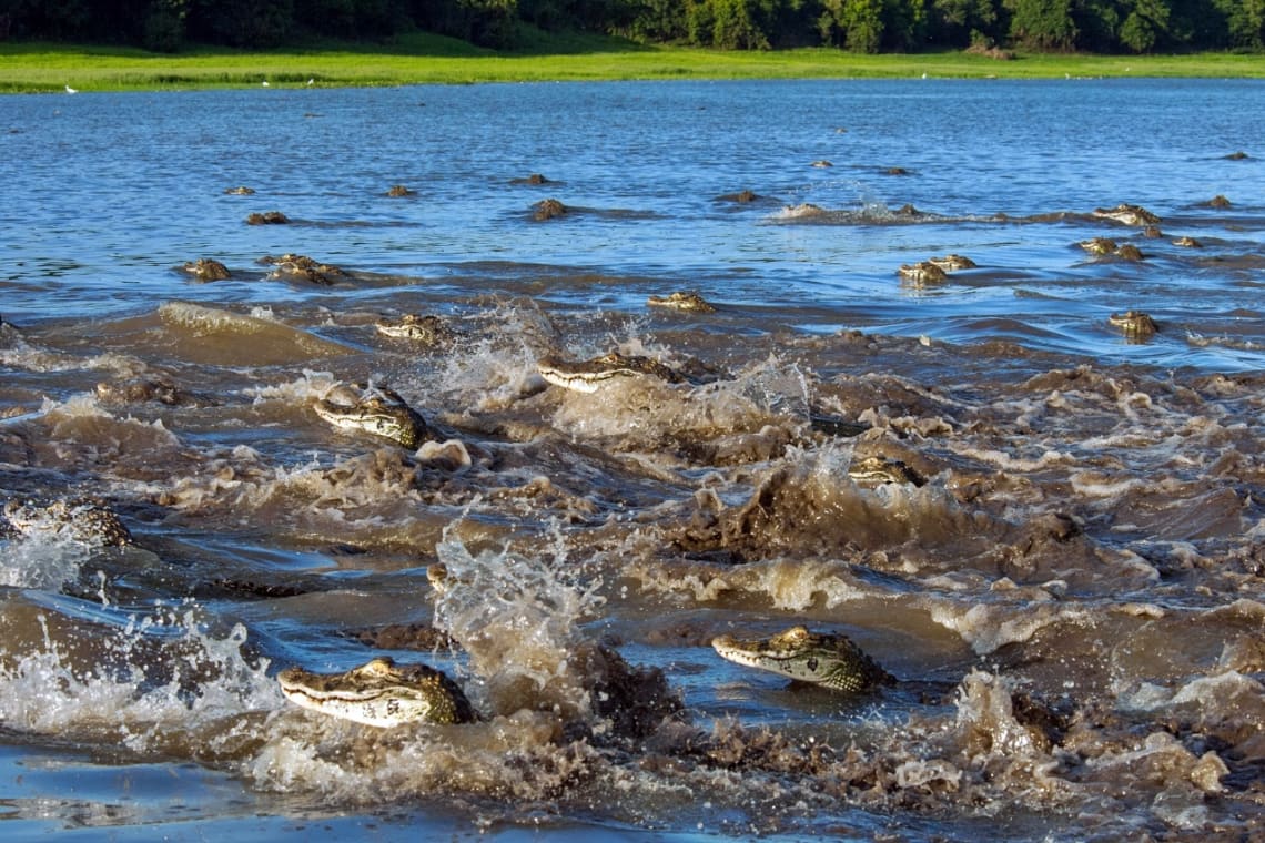 Caimanes en la Reserva de Mamirauá. Amazonas, Brasil